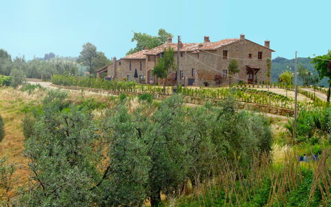 Montaione 955: Pianta, Cielo, Comunita 'Impianto, Costruzione, Paesaggio Naturale, Albero, Vegetazione, Lotto, Finestra, Erba