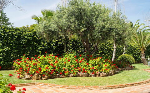 Mijas Beach: Giardino, Fiore, Albero, Pianta, Arbusto, Giardino Botanico, Botanica, Primavera, Woody Impianto, Paesaggio