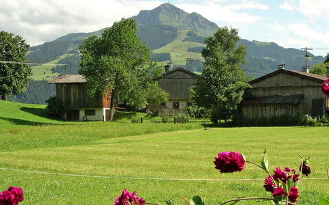 Fliegerklause: Natura, Paesaggio Naturale, Fiore, Pascolo, Ambiente Naturale, Primavera, Pianta, Erba, Hill Station, Giardino