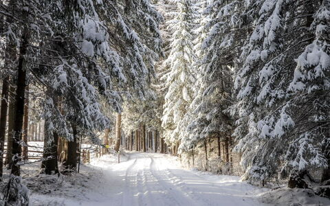 Schönhart: Neve, Inverno, Albero, Congelamento, Ambiente Naturale, Paesaggio Naturale, Brina, Foresta, Woody Impianto, Strada