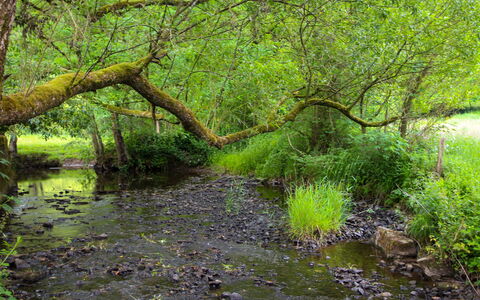 La Rochette: Acqua, Pianta, Comunita 'Impianto, Albero, Ramo, Paesaggio Naturale, Impianto Terrestre, Legna, Tronco