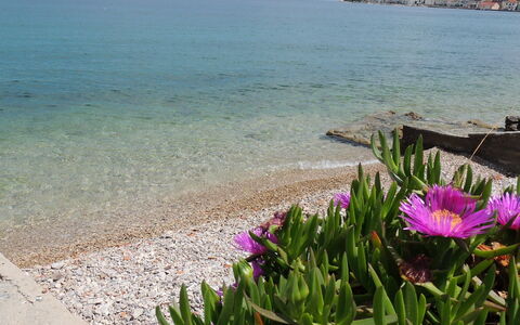 Ugljan Kali 130: Fiore, Acqua, Cielo, Pianta, Azzurro, Ambiente Naturale, Spiaggia, Petalo, Legna, Costiera E Morfologie Oceanic