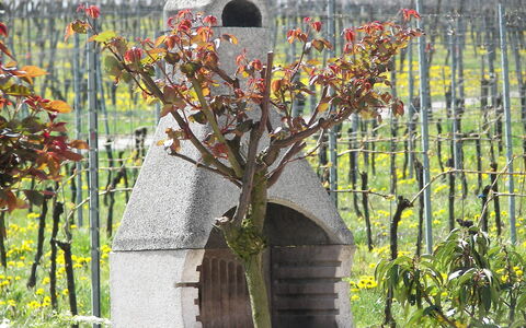 Haus Sacherer: Pianta, Fiore, Giallo, Erba, Ramoscello, Biome, Arbusto, Pianta Fiorita, Albero, Paesaggio