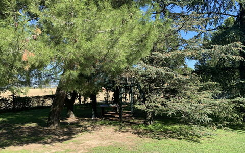 Maria Rosaria: Pianta, Ramo, Paesaggio Naturale, Tronco, Albero, Woody Impianto, Shade, Sempreverde, Tinte E Ombre, Erba