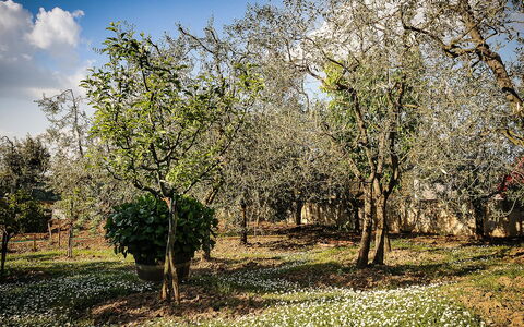 Matteuzzi: Albero, Natura, Paesaggio Naturale, Woody Impianto, Primavera, Pianta, Ambiente Naturale, Erba, Cielo, Ramo