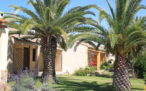 Costa Rei 150: Pianta, Proprietà, Cielo, Costruzione, Botanica, Verde, Foglia, Blu, Impianto Terrestre, Arecales