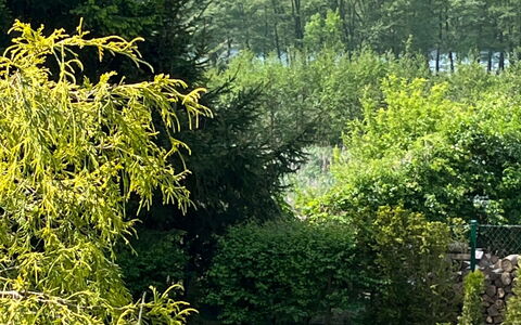 Willa Teresa: Verde, Foglia, Vegetazione, Arbusto, Comunita 'Impianto, Giardino, Groundcover, Primavera, Woody Impianto