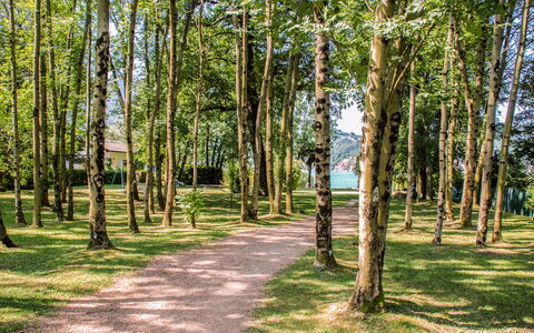 Caslano 100: Foglia, Albero, Verde, Ramo, Natura, Erba, Ambiente Naturale, Legna, Vegetazione, Paesaggio Naturale