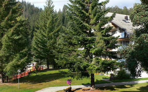 Laax 105: Albero, Abete Rosso, Sempreverde, Woody Impianto, Natura Selvaggia, Biome, Pianta, Conifera, Casa