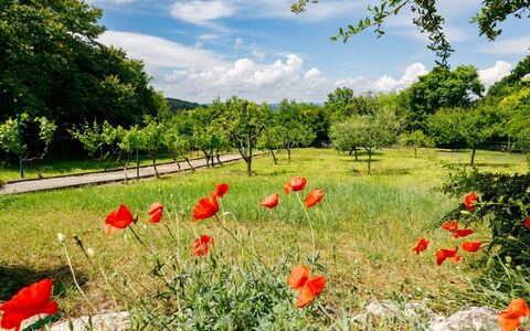 Romantica: Fiore, Cielo, Nube, Pianta, Paesaggio Naturale, Petalo, Albero, Vegetazione, Agricoltura
