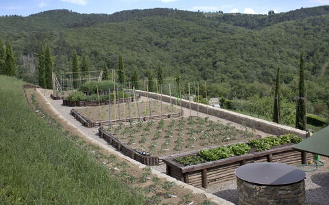 La Maccinaia 14: Erba, Albero, Paesaggio, Hill Station, Pendenza, Lotto, Pianta, Collina, Arbusto
