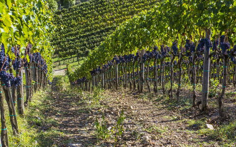La Maccinaia 14: Vigneto, Pianta, Albero, Agricoltura, Vitis, Foglia, Primavera, Campo