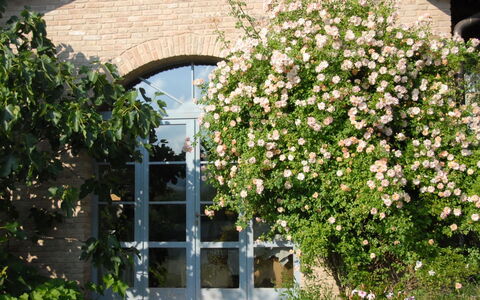 La Cenerara: Fiore, Pianta, Rose Di Famiglia, Rosa, Arbusto, Pianta Fiorita, Architettura, Primavera, Albero