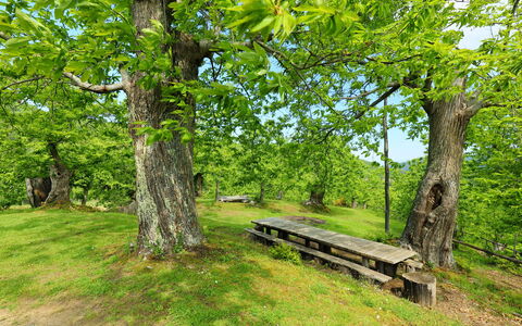 Greve in Chianti 840: Pianta, Panchina, Paesaggio Naturale, Ramo, Albero, Shade, Legna, Erba, Tronco, Banco