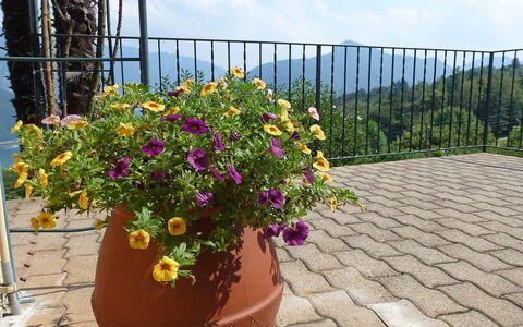 Al Ronchetto: Fiore, Vaso Di Fiori, Pianta, Giardino, Botanica, Pianta Fiorita, Arbusto, Pianta Annuale, Pianta Della Casa, Wildflower