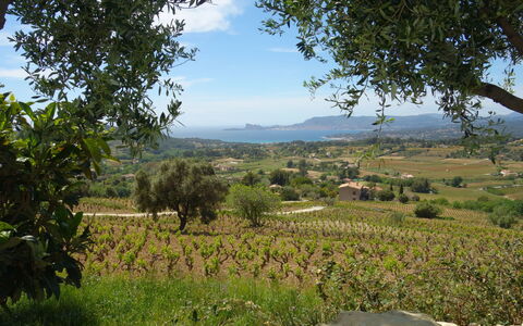 Les Vignes: Vegetazione, Paesaggio Naturale, Ambiente Naturale, Albero, Natura Selvaggia, Area Rurale, Collina, Cielo, Paesaggio, Lotto