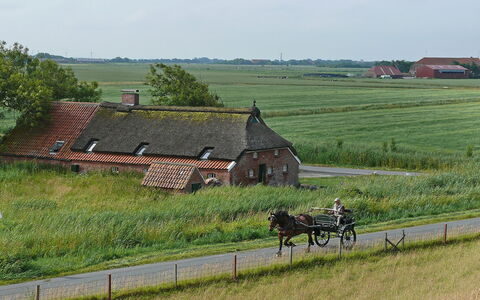 Norddeich 651: Pianta, Ruota, Cielo, Ecoregione, Lotto, Albero, Finestra, Paesaggio Naturale, Erba