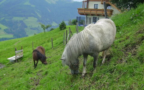Moderegg: Pianta, Verde, Montagna, Paesaggio Naturale, Erba, Albero, Pascolo, Pascolo, Groundcover