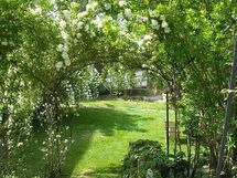 rose di maggio nel giardino