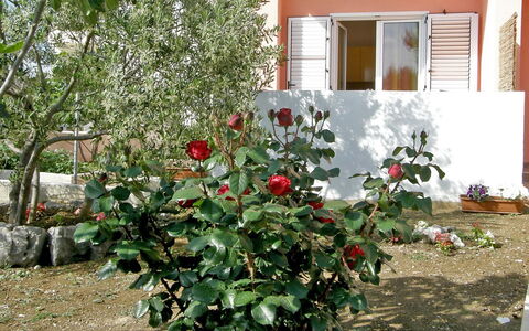 Vodice 401: Fiore, Pianta, Pianta Fiorita, Albero, Arbusto