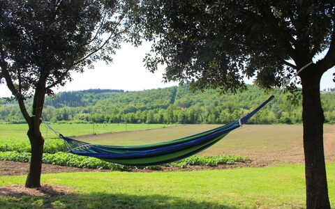 Villa Alabastro: Pianta, Cielo, Albero, Shade, Lotto, Paesaggio Naturale, Highland, Legna, Erba