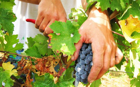 Villa Cantagallo: Cibo, Pianta, Verde, Frutta, Natural Foods, Dito