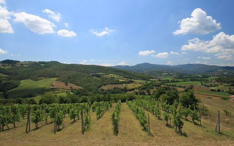 Montebello: Cielo, Highland, Collina, Geografia Montane, Hill Station, Nube, Natura Selvaggia, Vigneto, Montagna, Area Rurale
