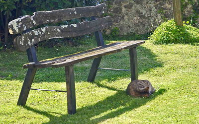 old chair in the garden