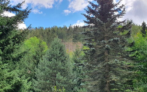 Karpacz Kowary: Nube, Cielo, Pianta, Larice, Paesaggio Naturale, Albero, Impianto Terrestre, Sempreverde, Paesaggio, Tronco