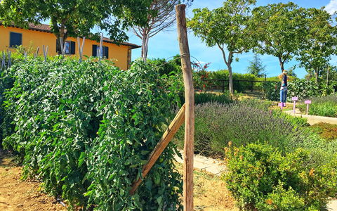 Podere Sant'angelo: Pianta, Albero, Immobiliare, Arbusto, Piantagione, Lotto, Agricoltura, Azienda Agricola, Ritaglia, Fiore