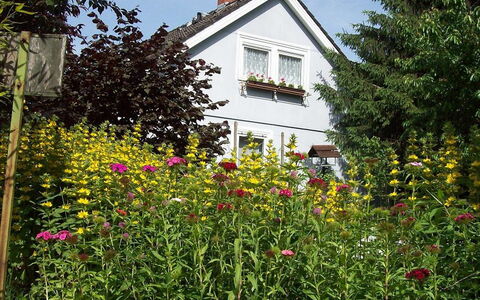 Allmendgasse: Fiore, Pianta, Costruzione, Finestra, Cielo, Casa, Paesaggio Naturale, Albero, Giallo, Villetta