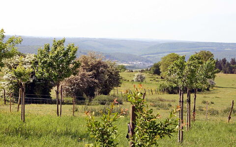 Gîte Rural Mamijana: Paesaggio Naturale, Vegetazione, Ambiente Naturale, Lotto, Albero, Pascolo, Area Rurale, Campo, Prato, Comunita 'Impianto