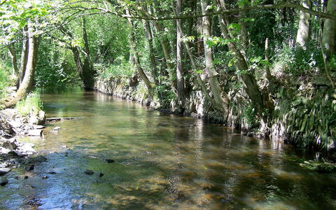Vielsalm: Corpo D'Acqua, Natura, Paesaggio Naturale, Ambiente Naturale, Bosco Ripariale, Albero, Riserva Naturale, Riparia, Acqua, Alveo