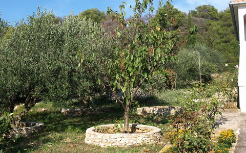 Agneza: Albero, Pianta, Woody Impianto, Fiore, Giardino, Botanica, Arbusto, Erba, Lotto, Paesaggio