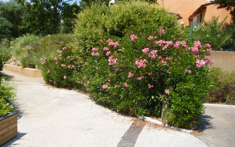 Grimaud 119: Pianta, Fiore, Comunita 'Impianto, Vaso Di Fiori, Albero, Erba, Manto Stradale, Petalo, Arbusto, Groundcover