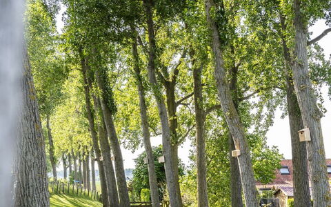 Polderzicht: Pianta, Verde, Foglia, Paesaggio Naturale, Albero, Shade, Ramo, Legna, Tronco