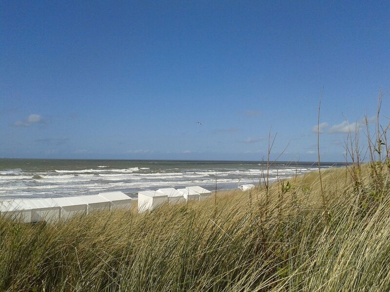 Zandroos