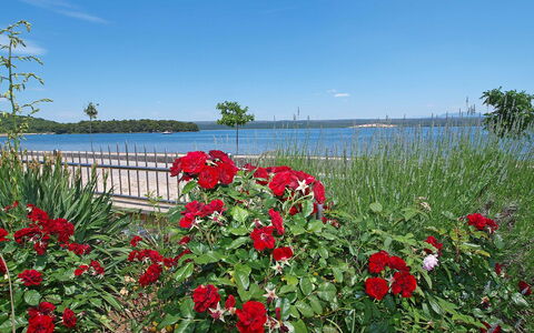 Raslina 100: Fiore, Cielo, Acqua, Pianta, Nube, Paesaggio Naturale, Petalo, Lago, Erba, Pianta Fiorita