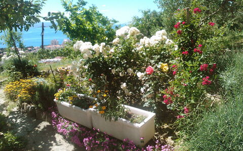 Makarska 592: Fiore, Pianta, Cielo, Botanica, Petalo, Arbusto, Groundcover, Albero, Rosa, Erba