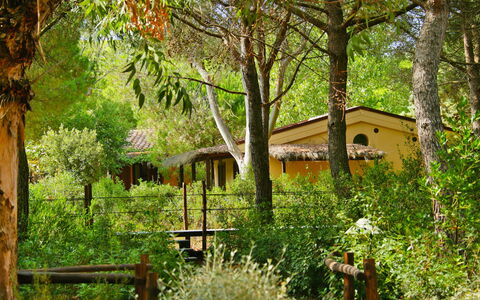 Castiglione della Pescaia 130: Pianta, Comunita 'Impianto, Costruzione, Albero, Foglia, Finestra, Paesaggio Naturale, Legna, Vegetazione, Lotto