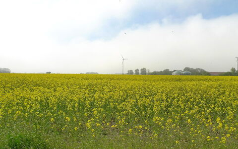 Norderney: Campo, Cielo, Pascolo, Giallo, Ambiente Naturale, Prato, Paesaggio Naturale, Prateria, Pianta