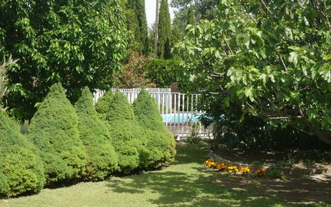 Haider: Pianta, Foglia, Botanica, Paesaggio Naturale, Albero, Vegetazione, Lotto, Erba, Sempreverde, Hedge