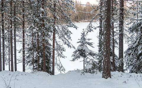 Viipusjärvi 11: Neve, Ramo, Albero, Inverno, Ambiente Naturale, Legna, Foresta, Natura Selvaggia, Congelamento