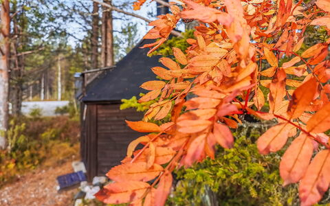 Salakolo 1: Foglia, Ramo, Legna, Arancia, Ramoscello, Tronco, Autunno, Luce Del Sole, Woody Impianto, Woodland