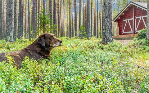 Piilola: Legna, Neve, Inverno, Villetta, Congelamento, Casa, Log Cabin, Larice, Raccordo