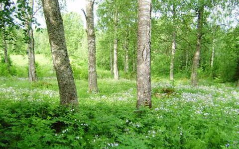Koivuniemi: Legna, Inverno, Neve, Casa, Villetta, Congelamento, Raccordo, Log Cabin, Ghiaccio