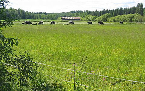 Pikkutupa: Waterway, Banca, Alveo, Lago, Villetta, Foresta, Canale, Serbatoio, Log Cabin