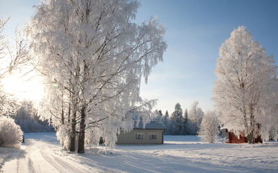 Metsätähti