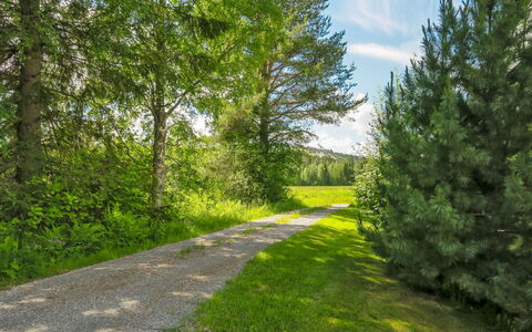 Suvela: Verde, Foglia, Albero, Erba, Natura, Ambiente Naturale, Paesaggio Naturale, Vegetazione, Ramo