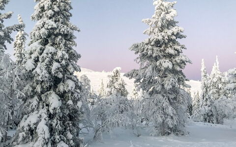 Utsunusko a: Legna, Neve, Inverno, Villetta, Congelamento, Casa, Log Cabin, Larice, Raccordo